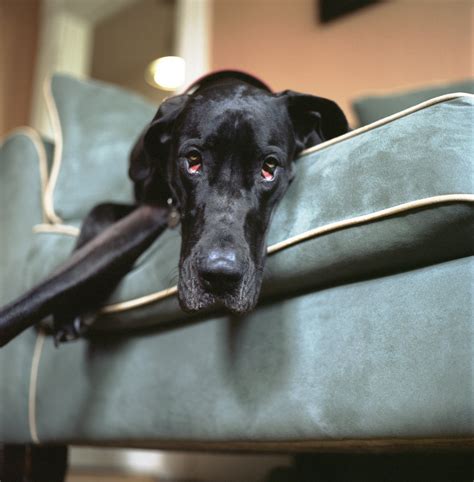 What happens when you leave your dog alone, according to experts