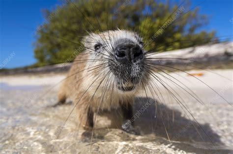 Cuban hutia on a tropical beach - Stock Image - C055/6527 - Science ...