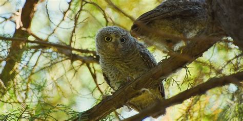 Giornata Mondiale Della Fauna Selvatica GreenStyle