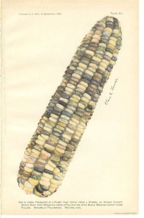 1909 Agriculture Print Corn Vintage Home Kitchen Food Etsy Indian