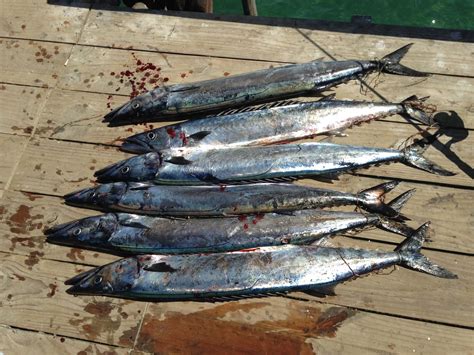 Pesca de Sierras en Chile - CampingChile