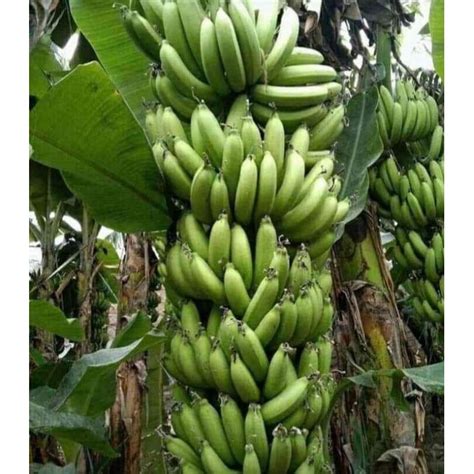 Jual Bibit Pisang Kavendis Cavendish Full Akar Siap Tanam Beli Sekali