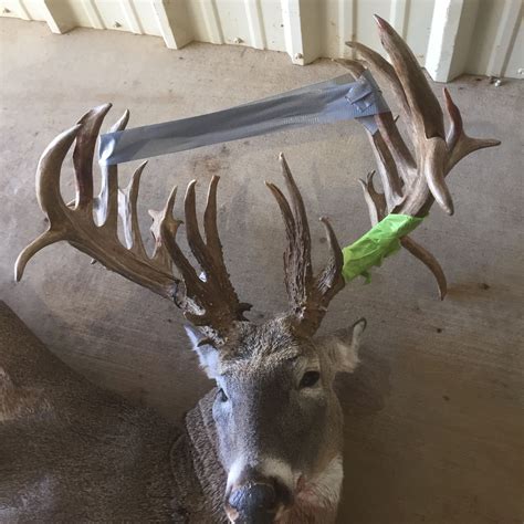 35-point monster whitetail buck shot by hunter near San Angelo, Texas