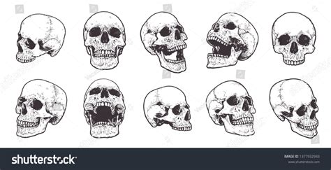 Skull Images Stock Photos Vectors Shutterstock