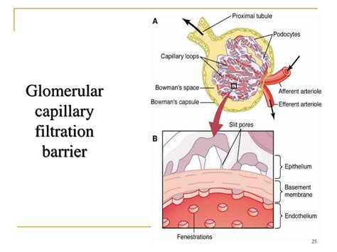 Ppt Urine Formation By The Kidneys I Glomerular Filtration Renal