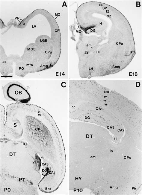 Regional And Cellular Patterns Of Reelin Mrna Expression In The