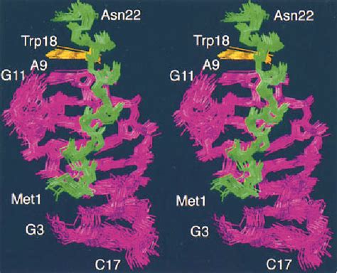 Figure From Nmr Structure Of The Bacteriophage N Peptide Boxb Rna