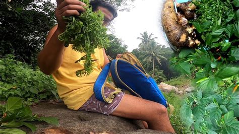 Collecting Edible Fern And Finding Taro Roots Life In Countryside