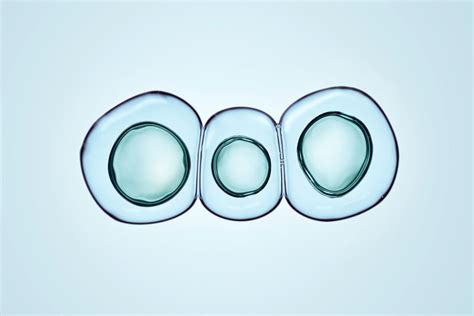 What Are Totipotent Stem Cells? | Stemaid Institute