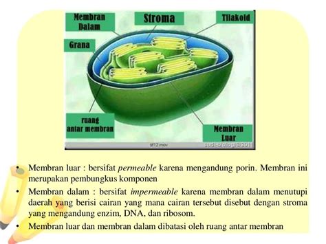 Struktur Kloroplas - Biologi Sel