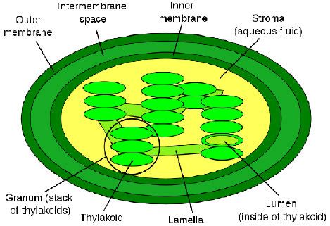 Steps Of Photosynthesis Diagram