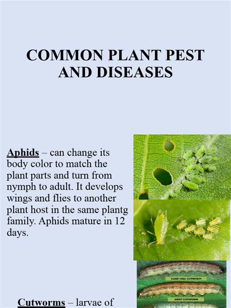 Common Plant Pest and Diseases | PDF