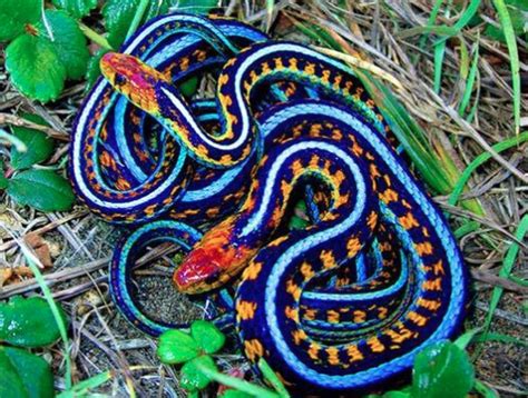 California Garter Snake Colorful Snakes Pet Snake Cute Reptiles