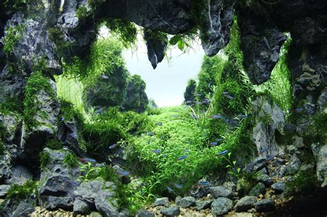 Pin by Findley on Aquarium | Aquarium landscape, Nature aquarium ...