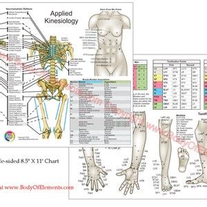 Applied Kinesiology Chart Set X Meridian Points Chiropractic