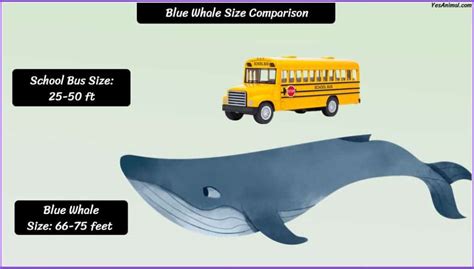 Blue Whale Size Comparison To School Bus – NBKomputer