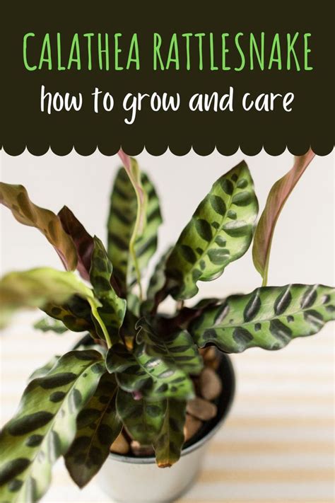 The Complete Guide For Calathea Rattlesnake Care For Plant Beginners