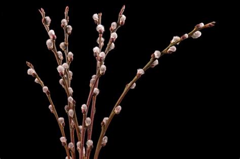 Premium Photo Blooming Pussy Willow Fluffy Buds Closeup Of Spring Willow Catkins Flowers On