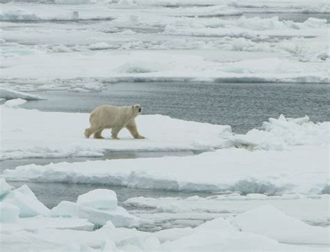 Free Picture Ursus Maritimus White Polar Bear Male