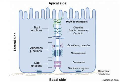 Epithelium - Definition, Characteristics, Cell Structures, Types, and Functions - Rs' Science