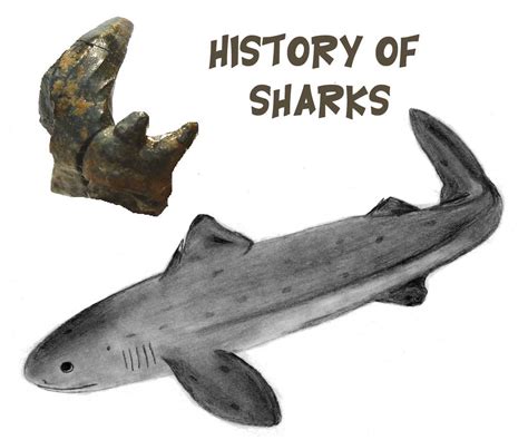 Prehistoric Sharks Fossil Shark History Origins And Evolution