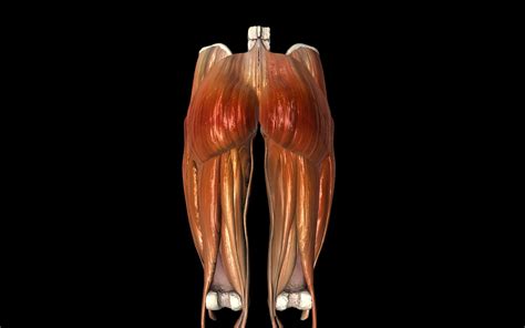 Hip Joint With Muscles Medically Accurate 3d Model 3d Model Animated Cgtrader