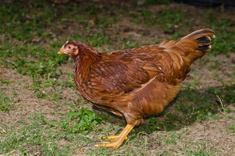 12 Gorgeous Red Chicken Breeds Eco Peanut