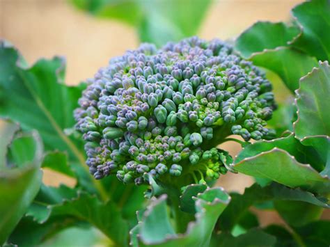 The 4 Broccoli Plant Growing Stages (With Pictures)