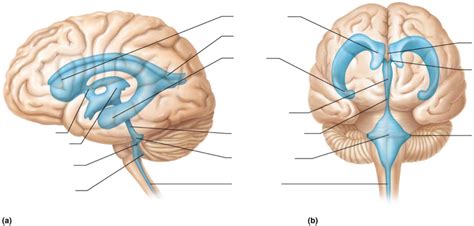 Brain Csf Circulation Diagram Quizlet