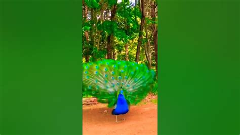 Peacock 🦚 Youtube