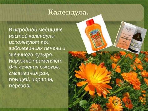 Календула для лица: польза и вред, применение, рецепты, рейтинг