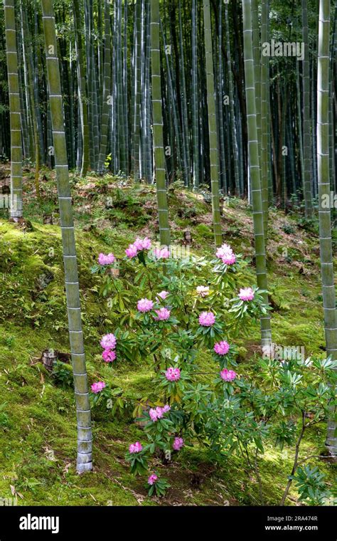 Bamboo Grove And Flowering Spring Plants At Tenryu Ji Temple Zen Garden