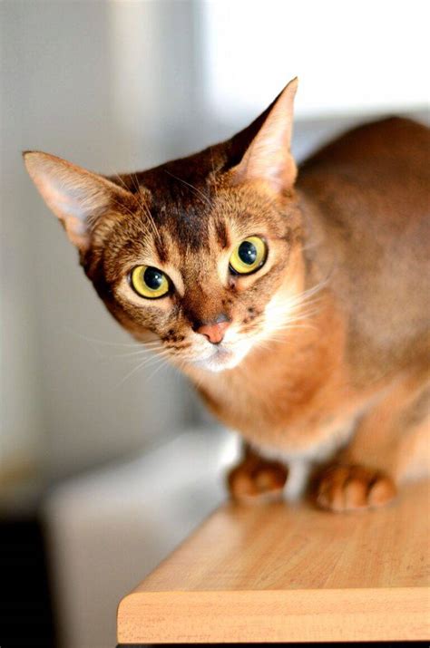 Abyssinian Breed Description Characteristics Appearance History Hvostnyus Besthousecatcare