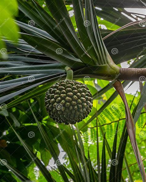 Common Screwpine Pandanus Utilis Exotic Tasty Fruit From Tropical Island Madagascar Stock