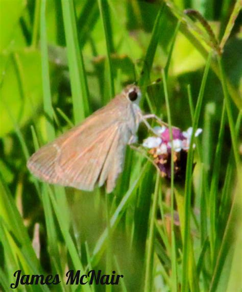 Twin Spot Skipper Butterfly Project Noah