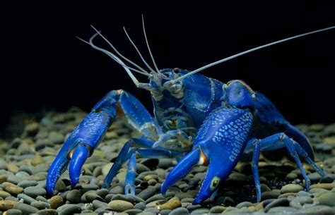 Are Crayfish Freshwater or Saltwater: Knowing the Suitable Water for Your Crayfish