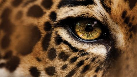 Cheetah Wallpaper HD (70+ pictures)