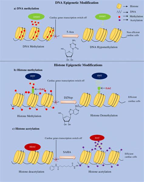 Schematic Representation Of Epigenetic Landscape Modulation In Dna And