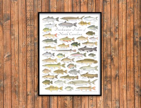 18x24 Freshwater Fishes of North Carolina Poster North Carolina