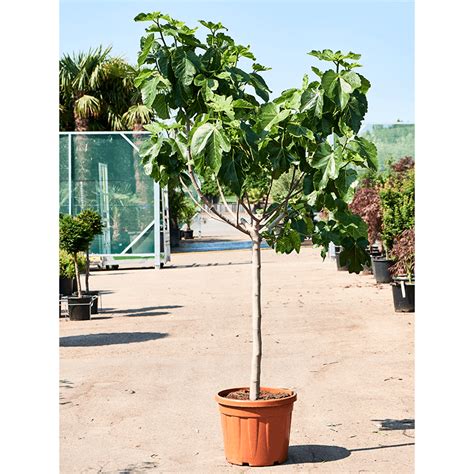 Figuier Commun Ficus Carica