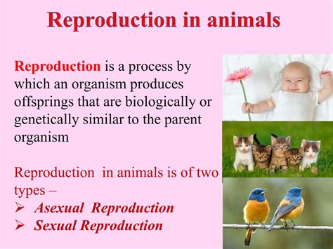 Reproduction In Animals Class 8 Basic Concepts Ppt