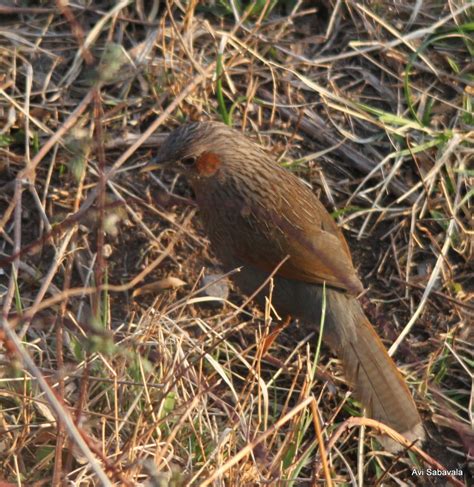 Uttarkhand: Birds of Nainital, Kilbury, Pangot