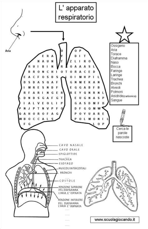 Pin Di A Del Valle Su Sistema Respiratorio Quaderni Scientifici