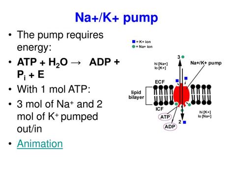 Ppt C Metal Ions In Biological Systems Powerpoint Presentation Id