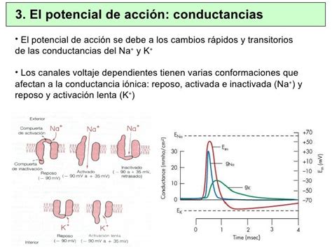 Excitabilidad Potenciales De Membrana