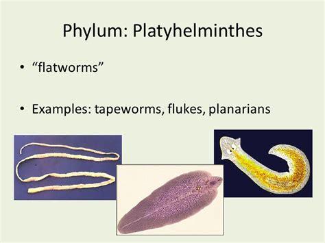 Phylum Platyhelminthes Examples