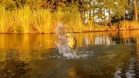 Amazing Blowups On Topwater Frogs Video