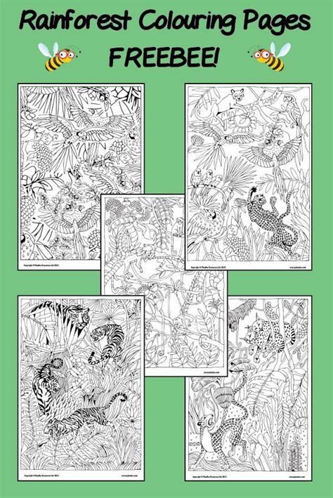 Rainforest Art Ks2 Mindfulness Colouring Pages