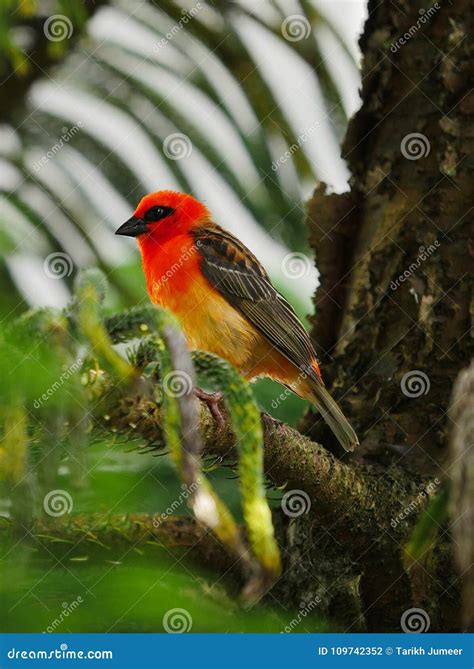 Red Fody Bird in Natural Habitat Stock Photo - Image of mauritius, tree ...