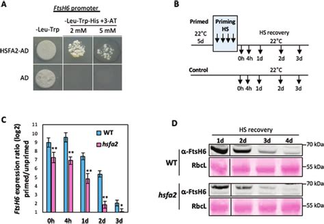 Hsfa Binds The Ftsh Promoter And Affects Its Transcription During The